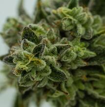 Cómo y por qué aplicar trichodermas en el cultivo de marihuana. 