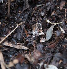 Trichoderma - plíseň která zlepšuje úrodu