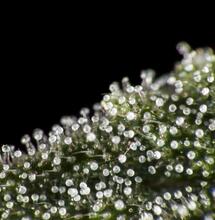 Tricomas: qué son y para qué sirven