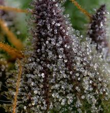 ¿Por qué los cannabinoides son tóxicos para la propia planta?
