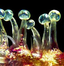 El estrés en el cannabis puede conseguir más resina. 