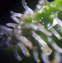 Una flor degrada el THC en cuatro años
