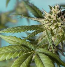 Trimbos: gemiddelde THC-percentage nederwiet 14.6%