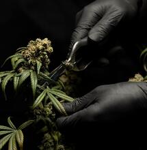 Californian Company Partners with University, Launches Cannabis Internship