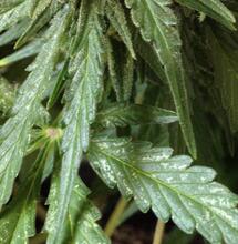 Identifica y controla trips en el cultivo de marihuana.