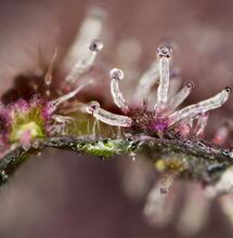 Tropicanna Poison F1 Fast Version®