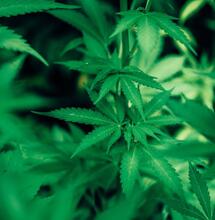 Todos los tropismo o movimientos del cannabis. 