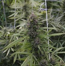 Trucos para la floración de marihuana