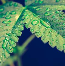 Qué hacer y qué no para riego foliar cannábico.