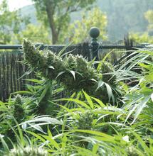 20 trucos para cultivar marihuana en exterior