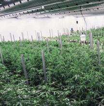 Rondetafelgesprek adviescommissie wietexperimenten: Verslag van binnenuit