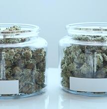 Can Medical Cannabis Help Treat Parkinson’s Disease?