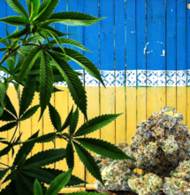 Cannabis sotto le bombe: Ucraina sì all'uso terapeutico