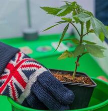 Cannabis terapeutica, in Regno Unito simili nostrane criticità di approvvigionamento e diffidenza