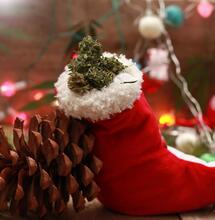 Cannabis sotto l'albero per un verde Natale