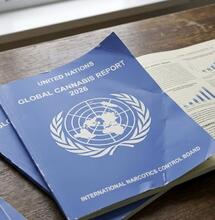 Cannabis 2026: dati, rotte e prospettive globali