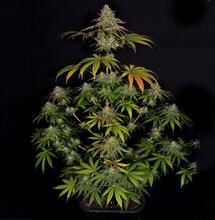 Wedding Cake de Barney’s Farm.