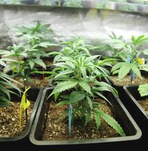 Un hobby per il lockdown