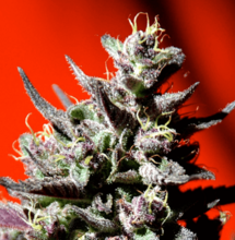 La cucaracha tendrá para fumar legal