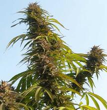 Uprawa outdoor odmian automatycznych