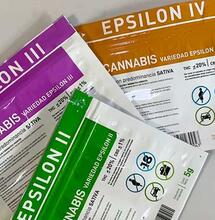 Uruguay, record di cannabis legale nel 2025: il trionfo di Epsilon con il 20% di THC