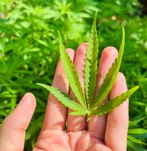 urvey suggests shift in attitudes toward cannabis among UK medical community