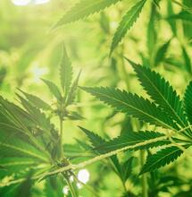 U.S. Hemp industry declined during 2022