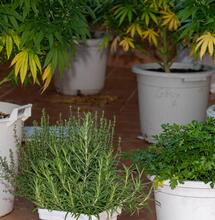 Usando terpenos I (Con Cali Terpenes)