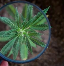 Variedades para cultivo en temporada 2024.