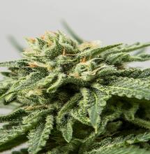 Variedades de marihuana edición limitada