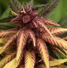 Marihuana “albina”: cuando la genética pinta con blanco