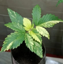 Variegación en el cannabis: la mutación "albina" que fascina