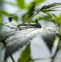 Ciclo vegetativo en la marihuana.