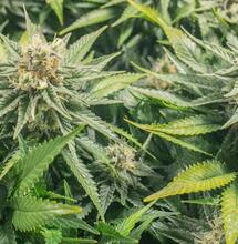 Configura la ventilación para marihuana indoor.