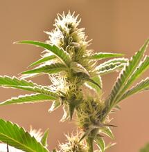 Trucos para mantener temperatura en el cultivo de marihuana indoor.