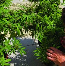 Cultivo de verano en Brasil: aprovecha el fotoperiodo