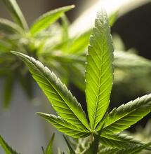 Vermont Collects Over $15 Million in Cannabis Tax Money
