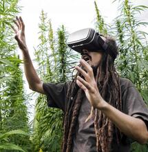 Wat is het verschil tussen hennep en cannabis?