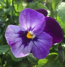 La violeta contiene el fito cannabinoide vodo-C1.