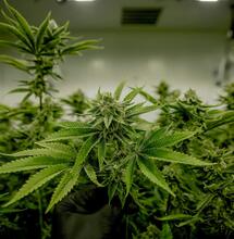 Vireo Growth Acquires Planet 13 in Strategic All-Stock Merger
