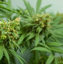 Virginia cannabis regulation. 