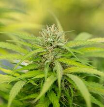 Virginia Inches Closer to Adult-Use Sales