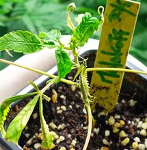 Daños por el virus del tabaco en el cannabis.