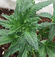 Marihuana y virus latente del lúpulo