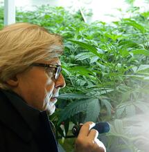Vittorio Sgarbi contro il proibizionismo della cannabis