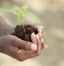 Enkele voedingsstoffen om jouw kweek te stimuleren