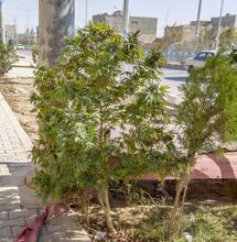 Voyage dans la forteresse du cannabis