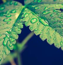 vápník pro rostliny