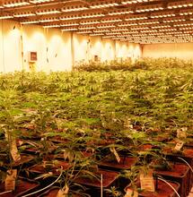 vysvětlení SOG pěstování