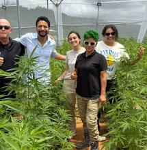 ‘Waarom geen belastingvoordeel voor duurzame hennep?’